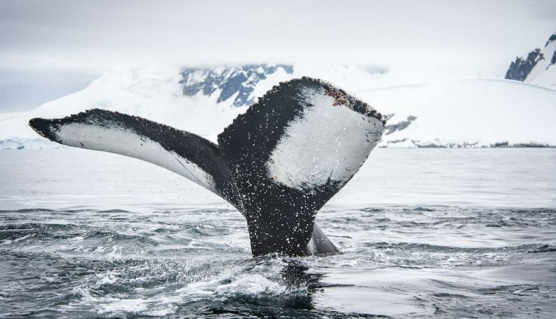 Ballenas Ballenas