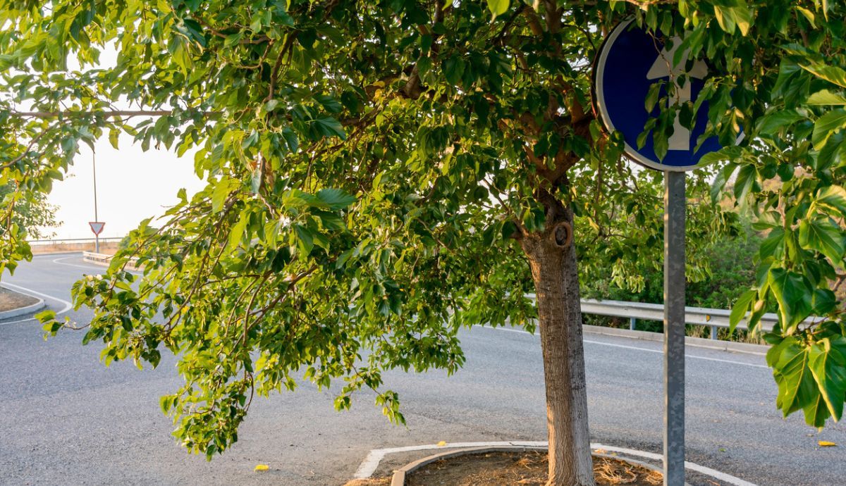 Obstáculos visuales