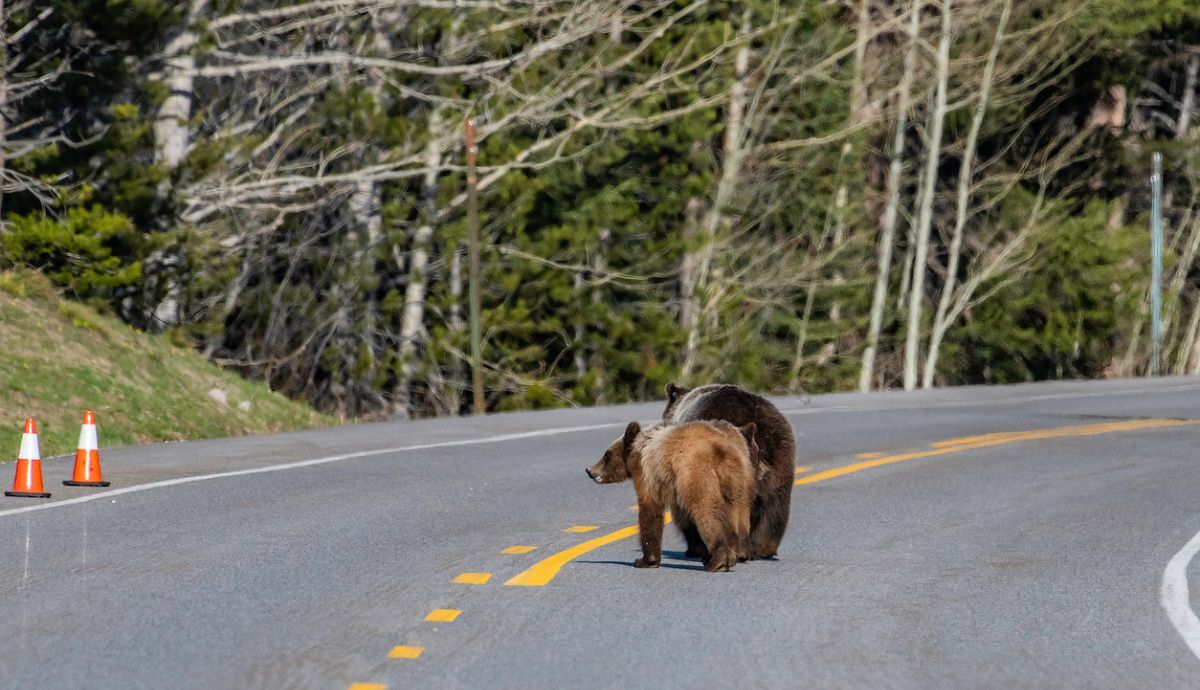 Animales en la carretera sueltos