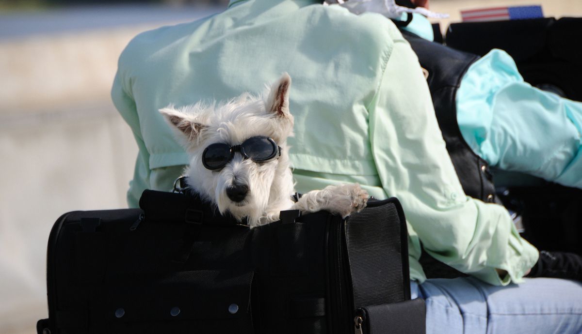 Transportín de perro para moto