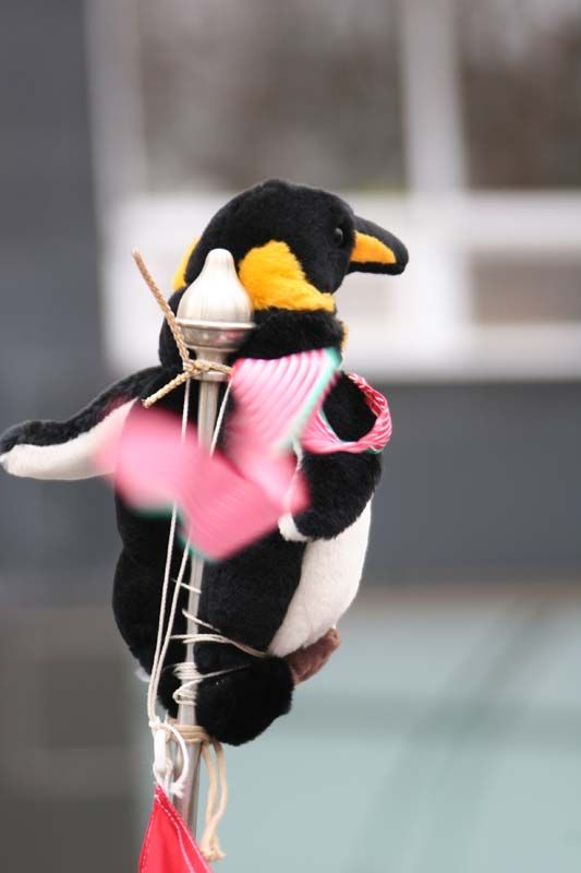 Pinguinos 2011