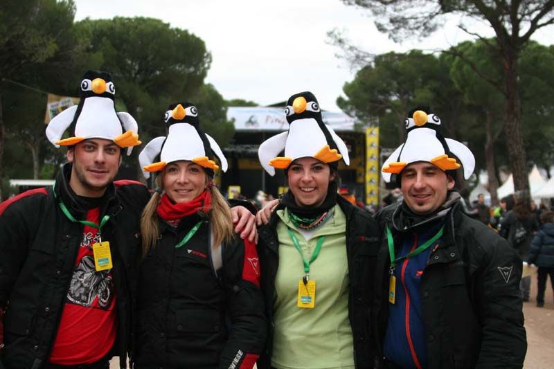 Pinguinos 2011