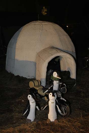 Pingüinos 2012