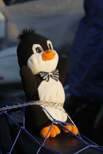 Pingüinos 2012