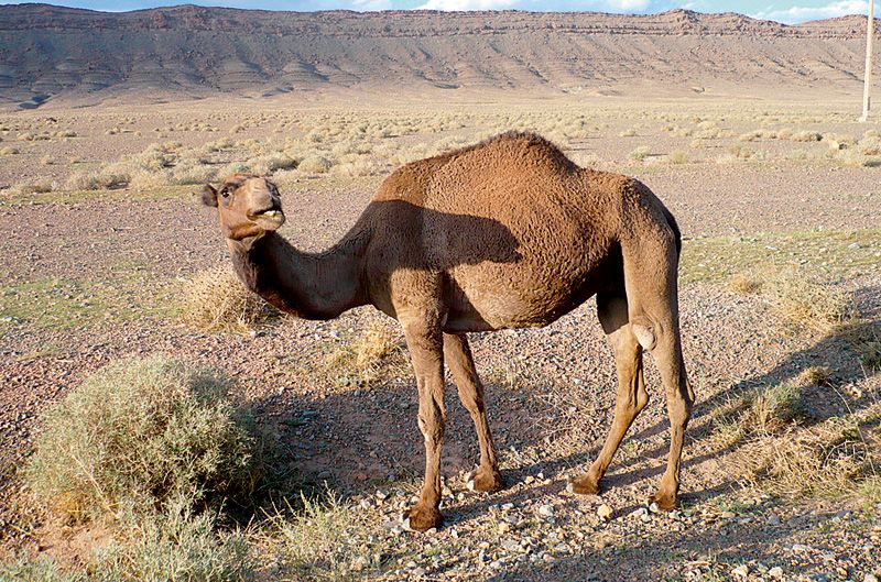 Marruecos en moto
