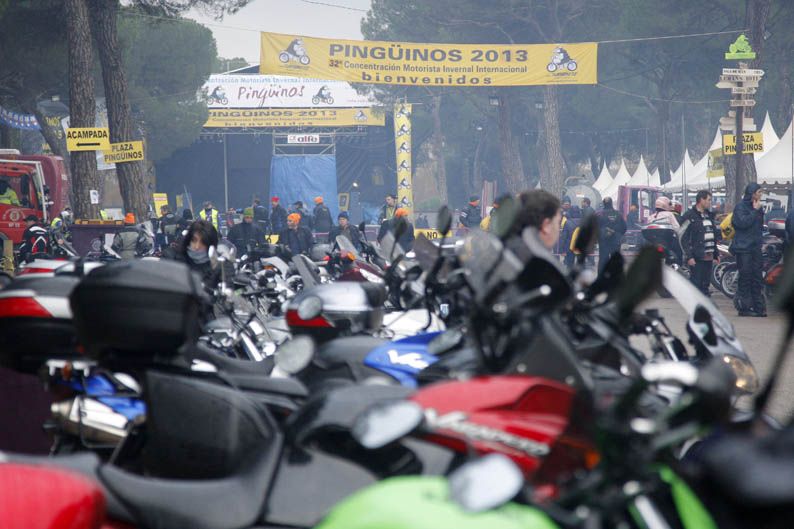 Pingüinos 2013