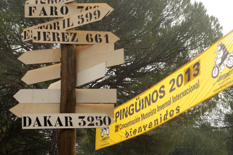 Pingüinos 2013