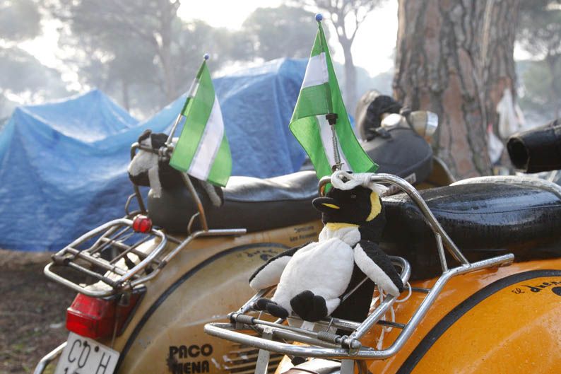 Pingüinos 2013