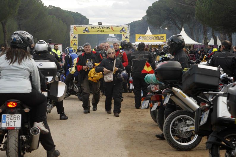 Pingüinos 2013