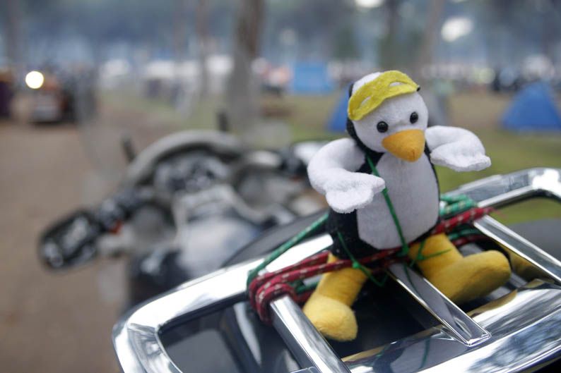 Pingüinos 2013
