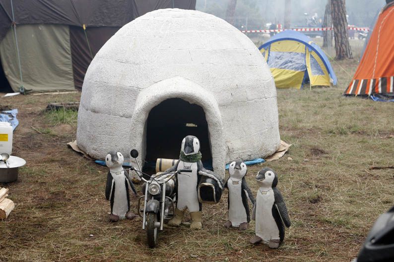 Pingüinos 2013