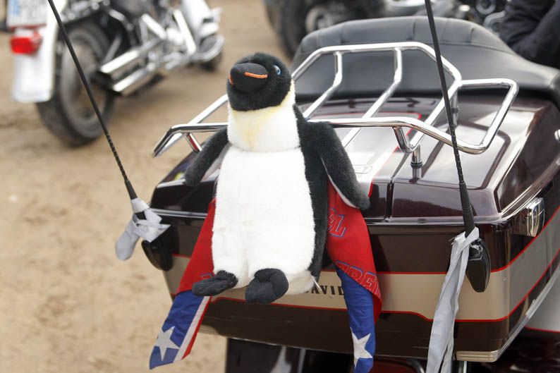 Pingüinos 2013