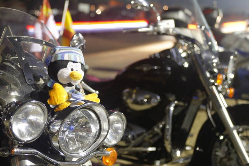 Pingüinos 2013