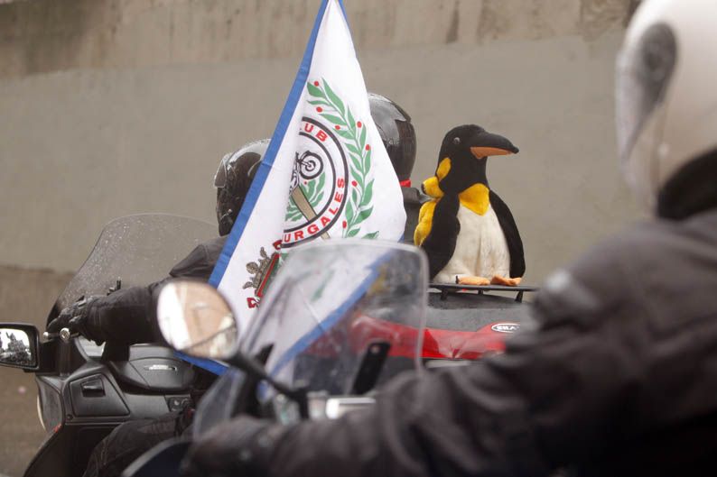 Pingüinos 2013