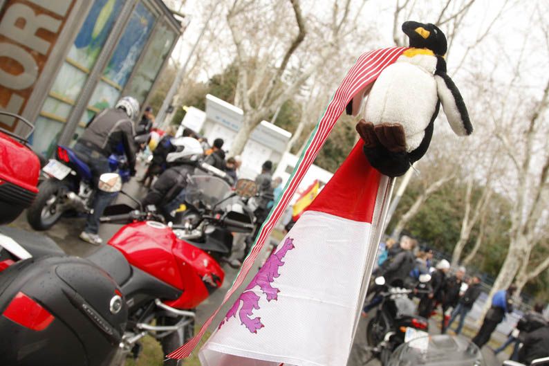 Pingüinos 2013