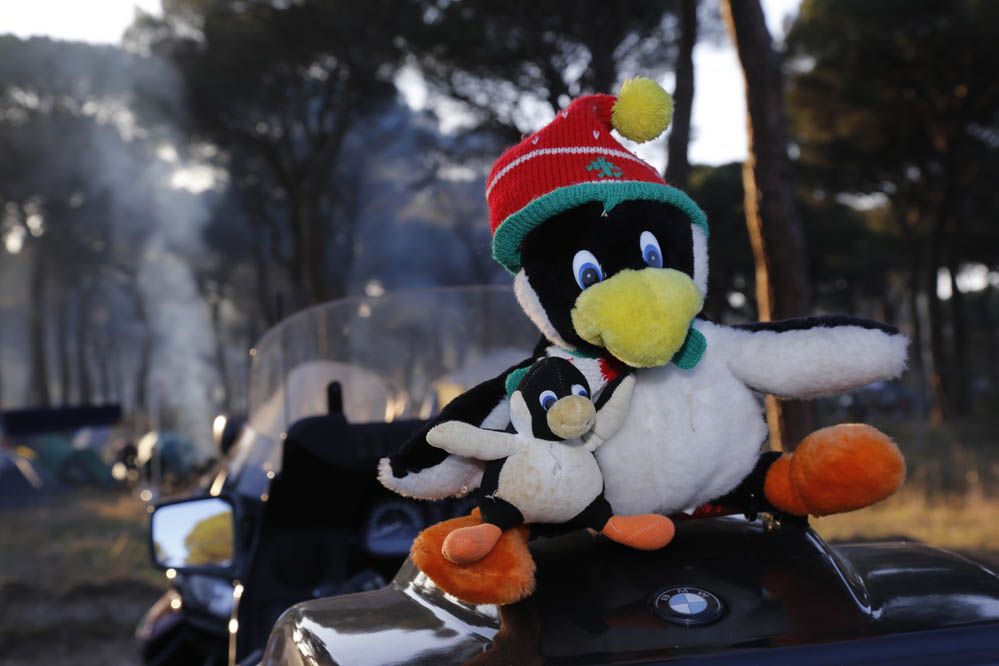 Pingüinos 2014. Galería de fotos