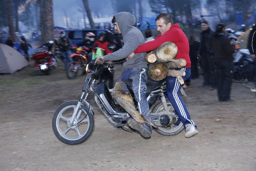 Pingüinos 2014. Galería de fotos