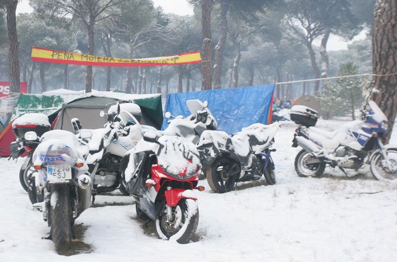 Encuesta de la semana: concentración invernal PIngüinos
