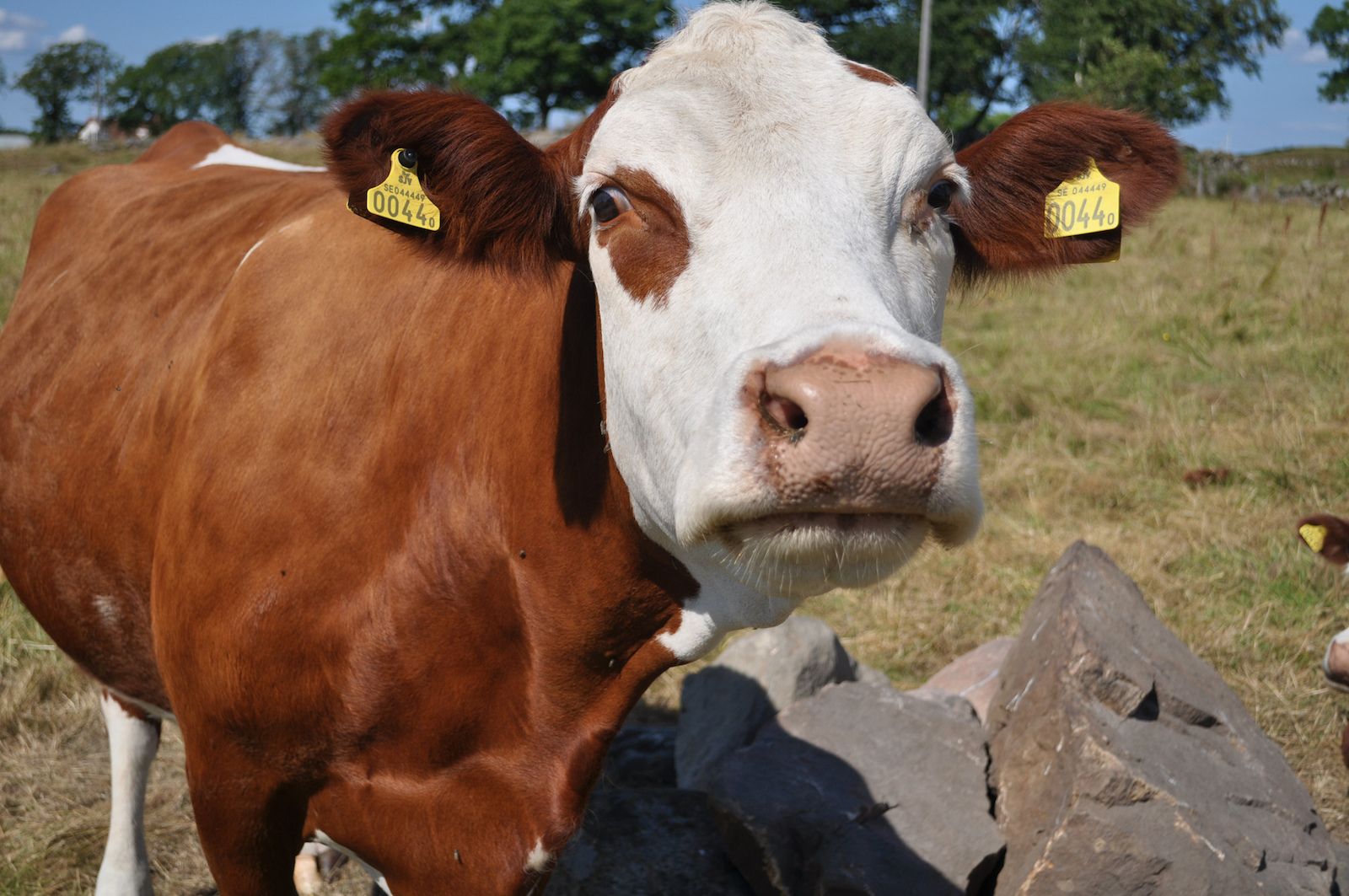 En EEUU, un desacuerdo sobre vacas puede acabar con una subida de impuestos en las motos europeas