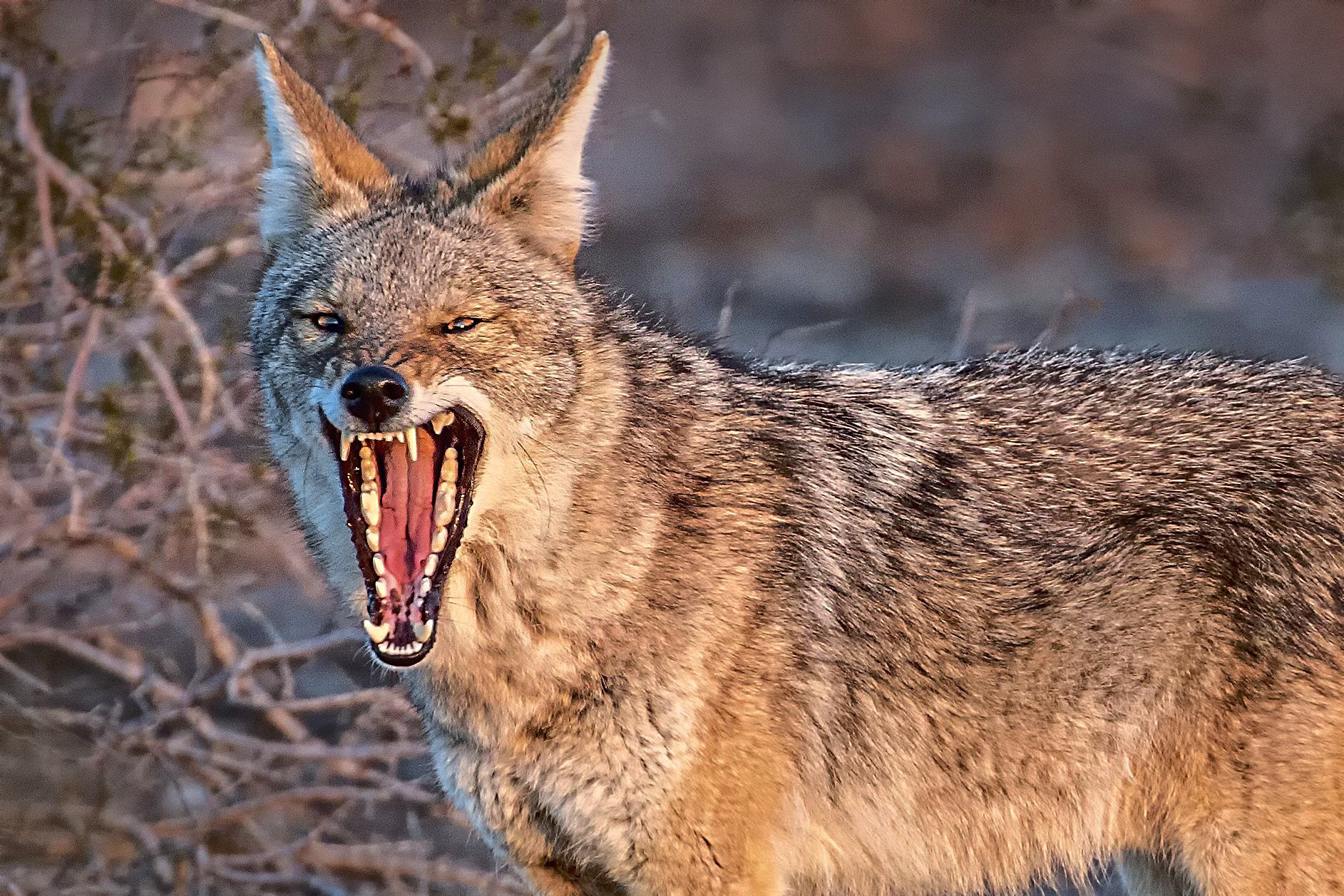 El coyote, un permanente compañero de viaje.
