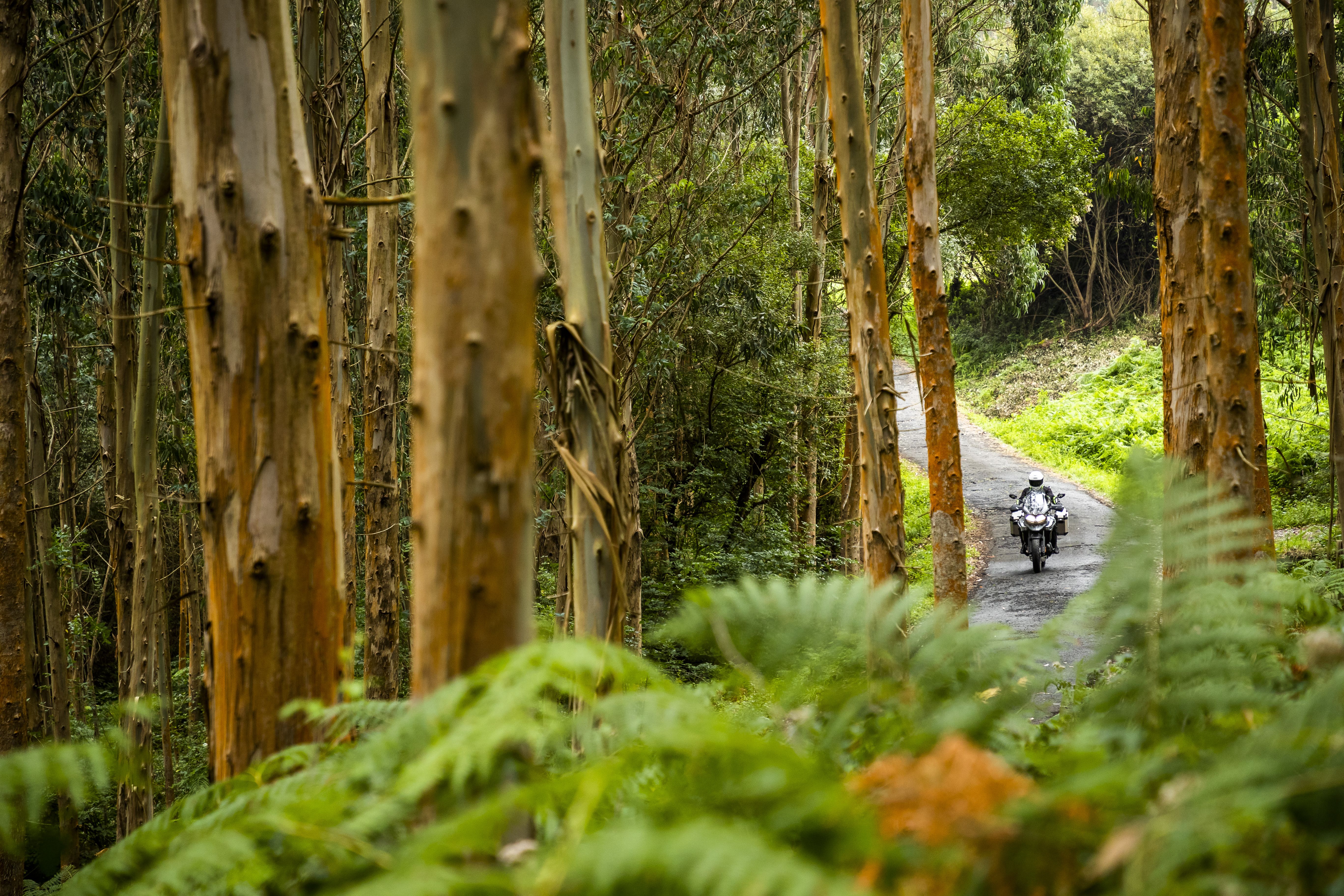 Rutas en moto por el norte. El bosque