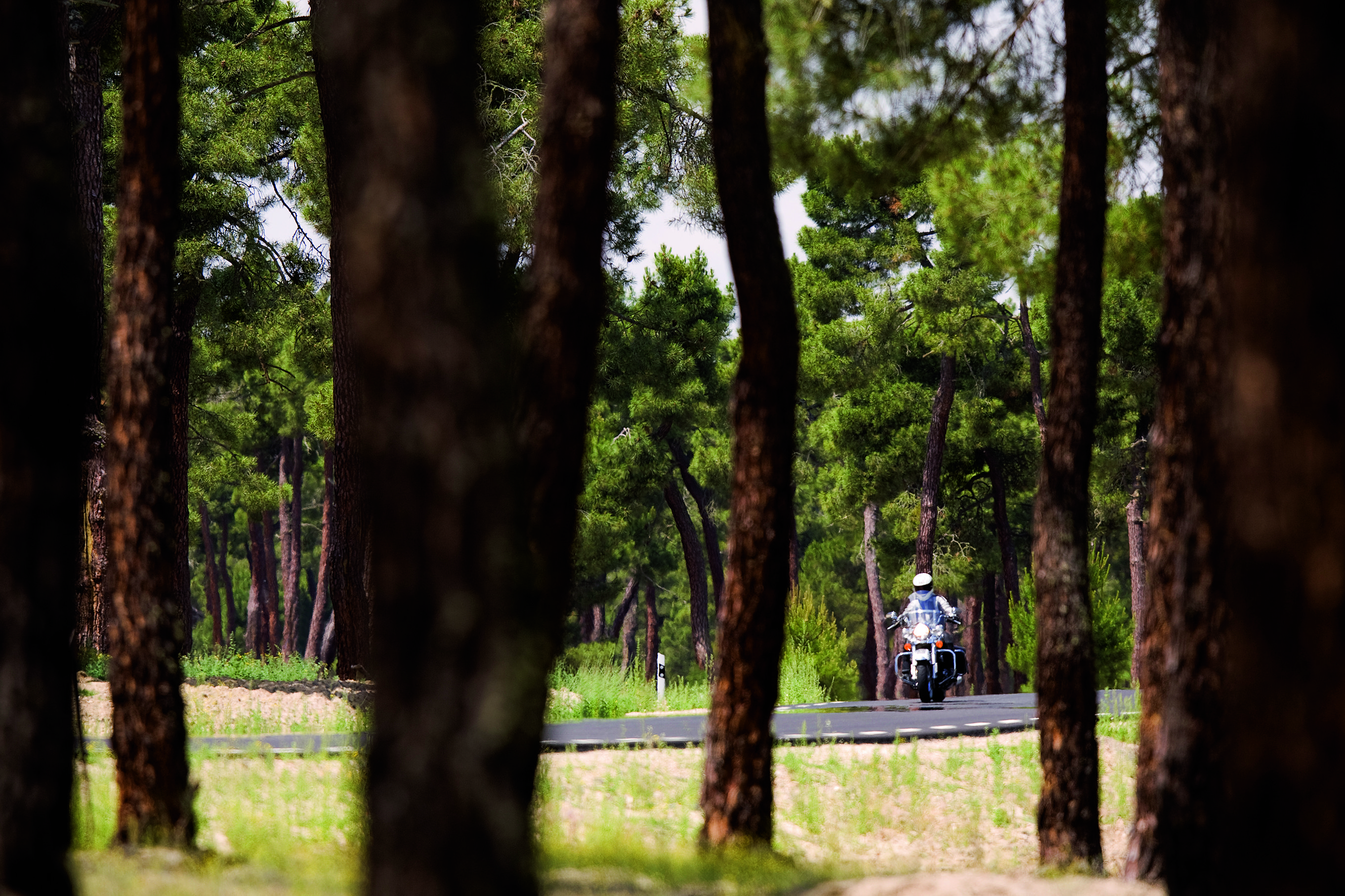 Las mejores rutas por la España interior. Tierra de Pinares