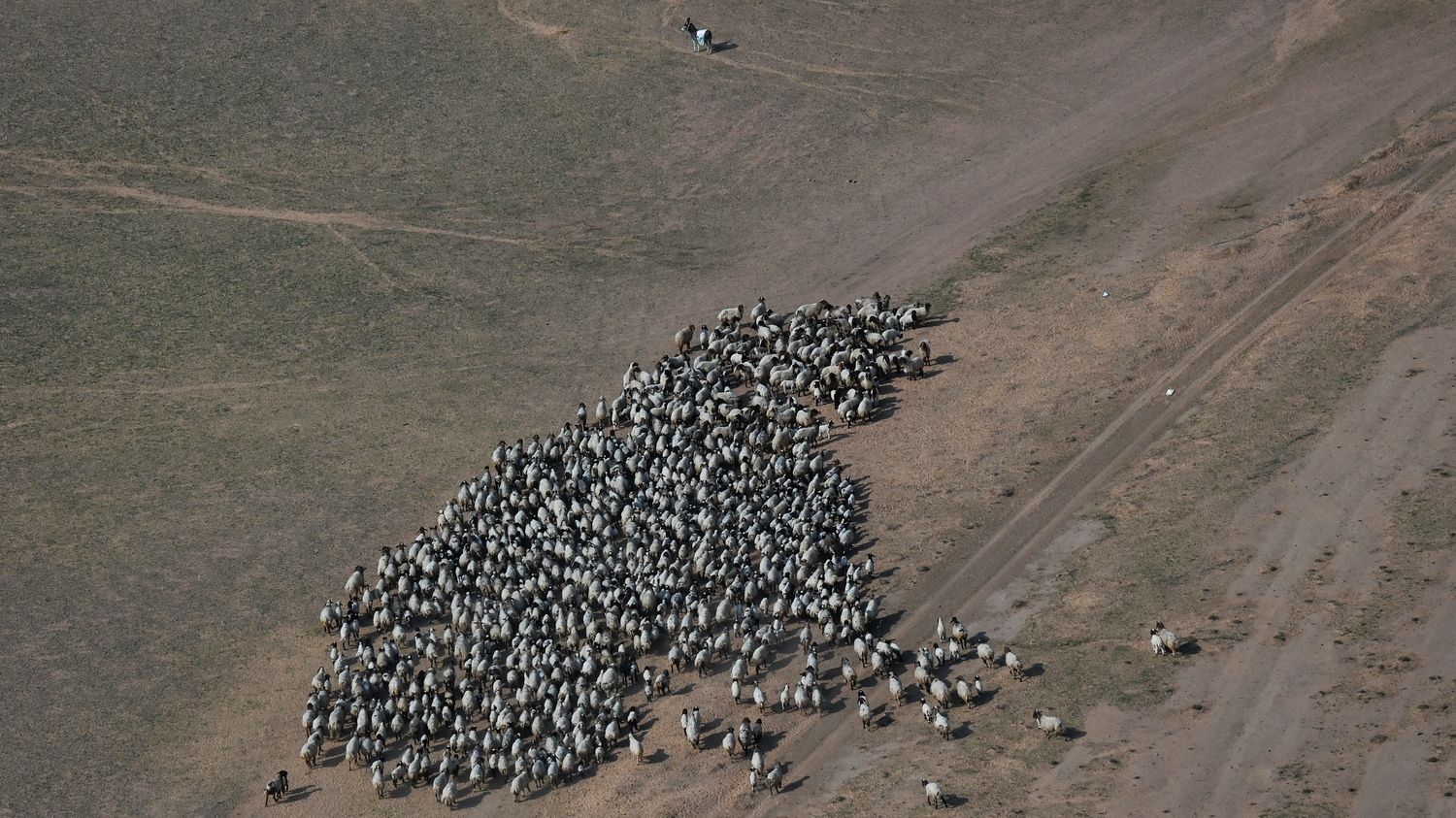 Etapa 5 Dakar 2021   Ovejas